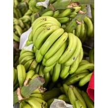 【鲸货源】云南特产绿皮威尼斯香蕉（9斤）